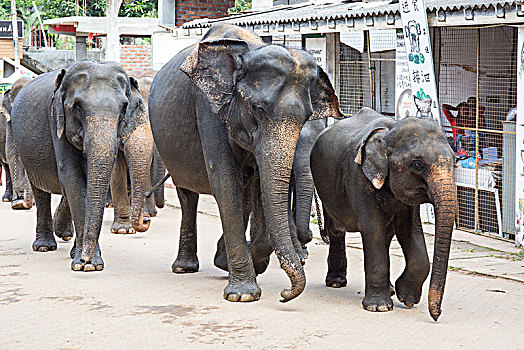亚洲象,跑,城市,象属,大象,动物收容院,中央省,斯里兰卡,亚洲