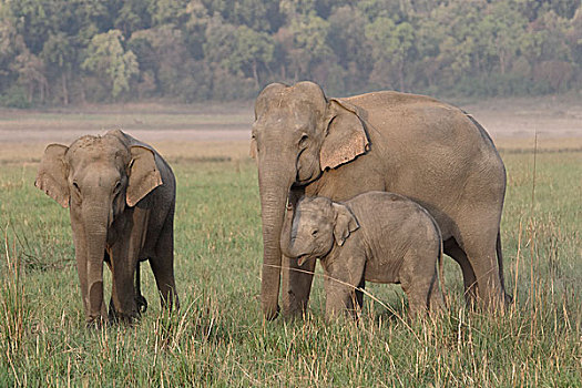 亚洲象,安稳,幼兽