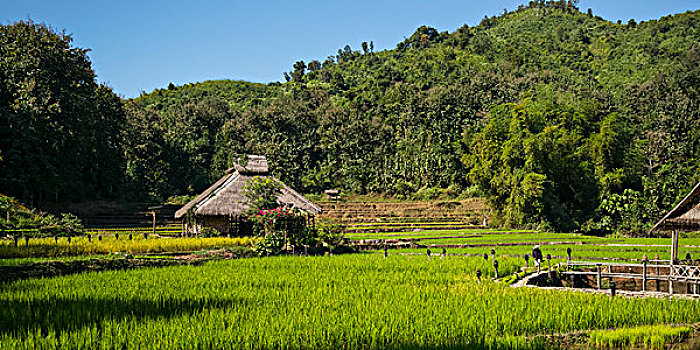 住宿,稻田,乡村,琅勃拉邦,省,老挝