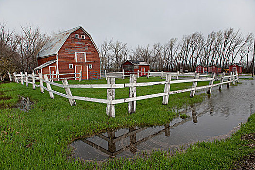 谷仓,白色,栅栏,围绕,水池,洪水,曼尼托巴,加拿大