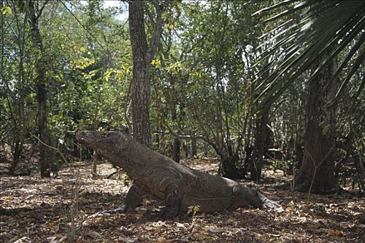 科摩多巨蜥,科摩多龙,大,季风,树林,科莫多国家公园,科莫多岛,印度尼西亚