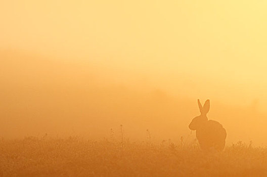 欧洲野兔,成年,喂食,剪影,日出,北方,肯特郡,湿地,岛,英格兰,英国,欧洲
