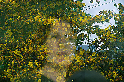脸,展示,窗户,合并,黄色,花,户外,树