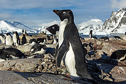 南极,阿德利企鹅,站立,窝,岩石,阳光