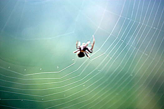 蜘蛛,旋转,蜘蛛网