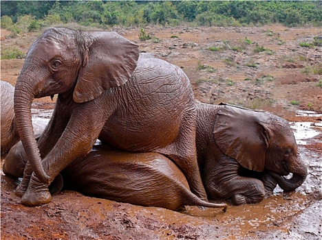 小象,泥,沐浴,肯尼亚
