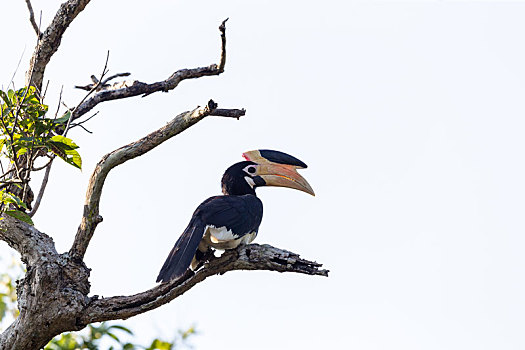 斯里兰卡珍稀鸟类冠斑犀鸟