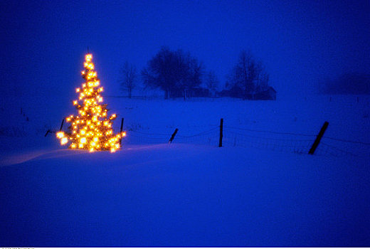 圣诞树,户外,夜晚