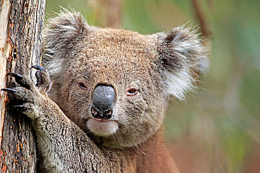 树袋熊,成年,树上,维多利亚,澳大利亚,大洋洲