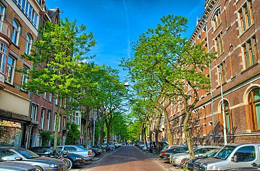 街道,树,红色,砖,房子,阿姆斯特丹,荷兰