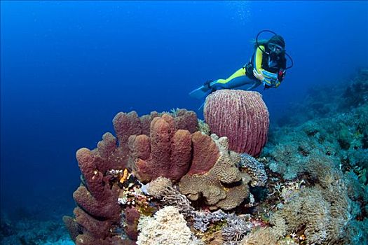 潜水者,游泳,彩色,珊瑚礁,后面,印度尼西亚,东南亚
