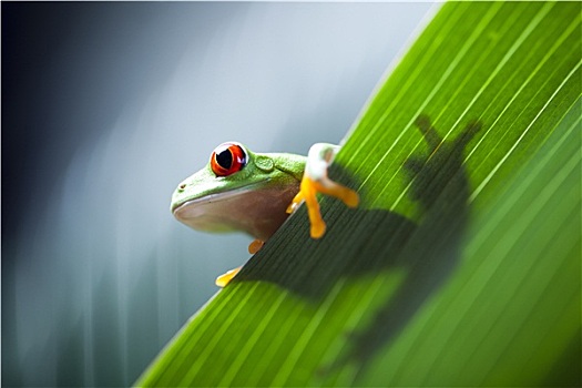青蛙,叶子