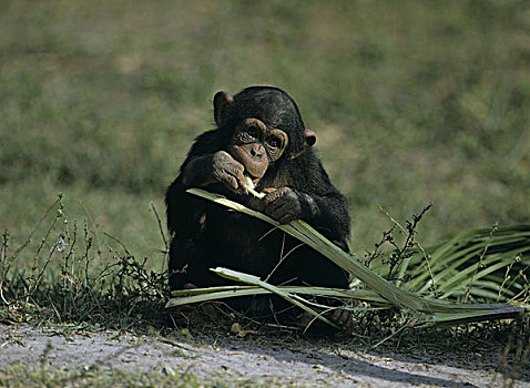 黑猩猩,年轻,棕榈叶,吃