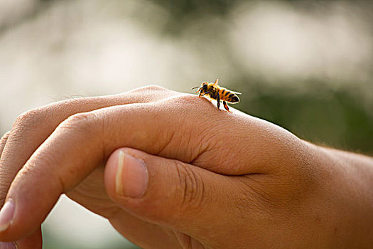 手背上的小蜜蜂