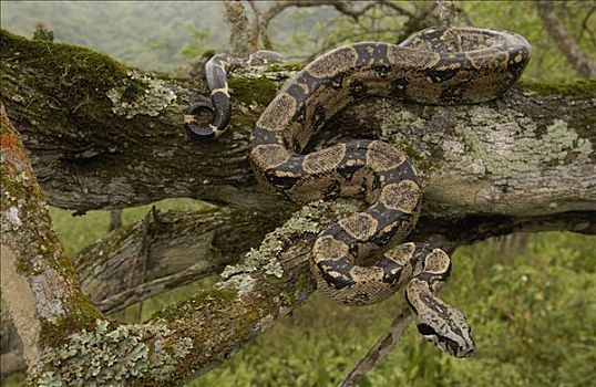 大蟒蛇,悬挂,树上,国家公园,厄瓜多尔,南美
