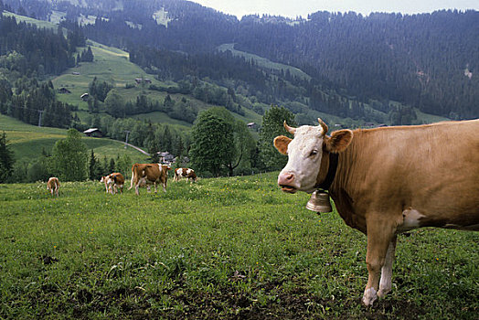 瑞士,山谷,母牛,铃