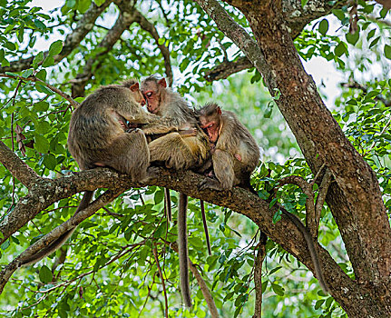 家族,猴子,野生动物,保护区,泰米尔纳德邦,印度,亚洲