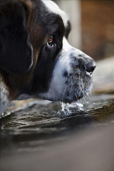 狗,饮用水