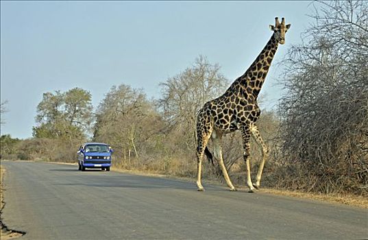长颈鹿,道路,克鲁格国家公园,南非