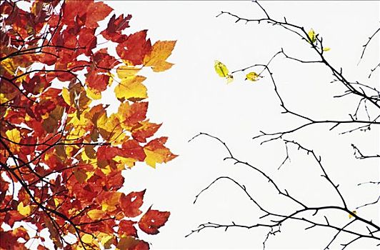 秋天,色彩,糖枫,叶子,糖槭,空,枝条,深秋,国家公园,东方,加拿大