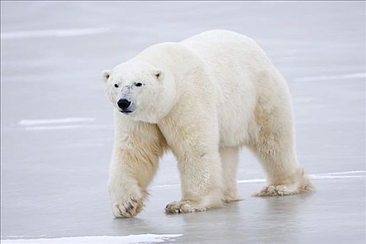 北极熊,走,上方,冰,丘吉尔市,曼尼托巴,加拿大
