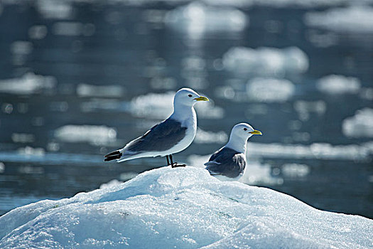 北极,斯瓦尔巴群岛,斯匹次卑尔根岛,特写,两个,黑脚三趾鸥