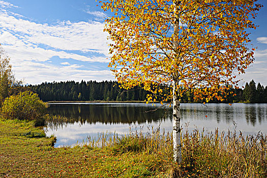 湖,秋天,看,巴伐利亚,德国