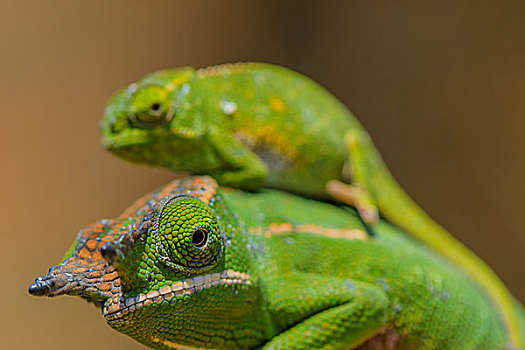 madagascar马达加斯加变色龙chameleon微距摄影