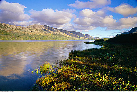 鲑鱼,河,水塘,格罗莫讷国家公园,纽芬兰,加拿大