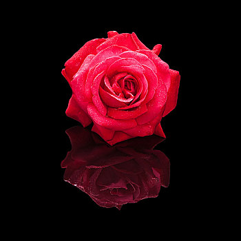 红玫瑰,花,水滴,隔绝,黑色背景