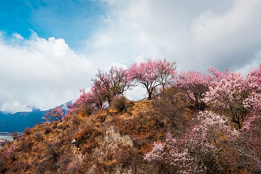 林芝,景色