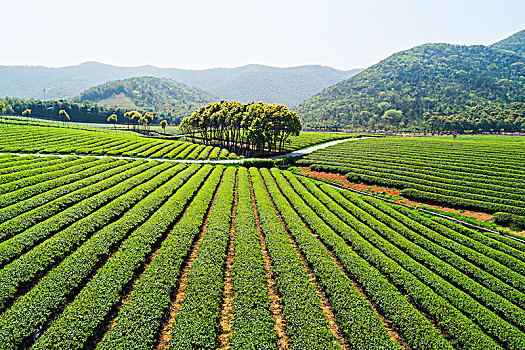 茶园美景