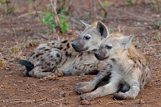 斑点土狼,笑,鬣狗,斑鬣狗,卧,专注,克鲁格国家公园,南非,非洲