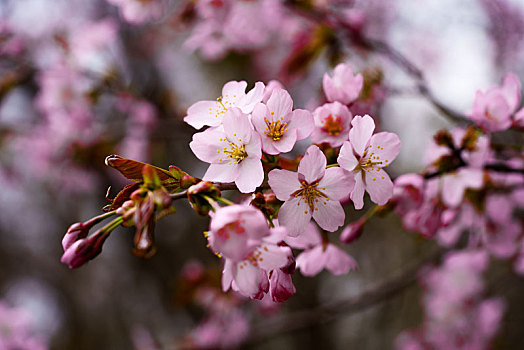 樱花