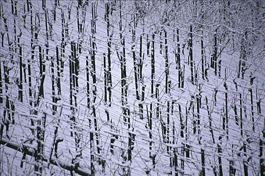 积雪,葡萄园,靠近,山谷,地区,巴登符腾堡,德国