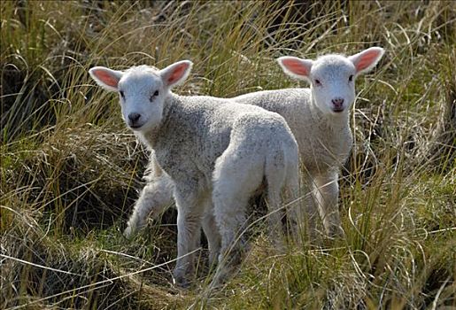 两个,家羊,羊羔,绵羊
