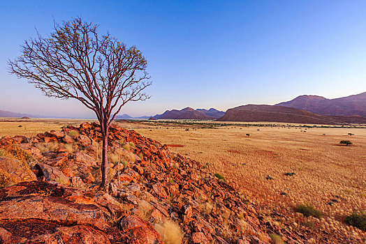 树,石头,山,区域,纳米比亚,非洲