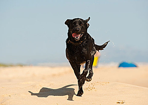 黑色拉布拉多犬,狗,跑,沙子,海滩,安达卢西亚,西班牙