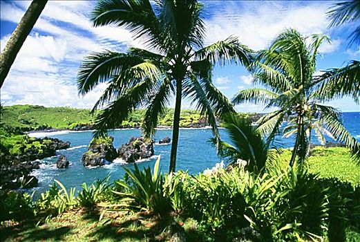 夏威夷,毛伊岛,州立公园,棕榈树,绿色植物,海洋,背景