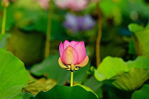 荷花,莲花,池塘