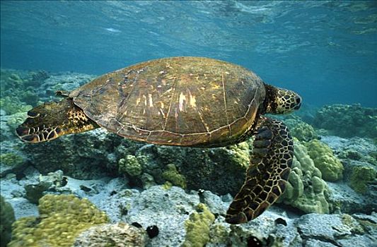 绿海龟,龟类,游泳,浅,珊瑚礁,喂食,藻类,夏威夷