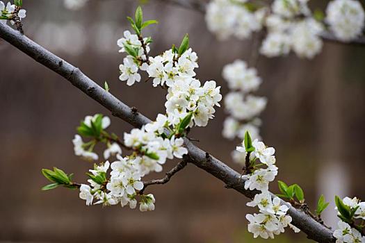 春天,公园里盛开的迎春花,樱花,桃花等