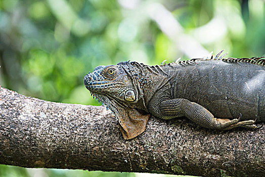 绿鬣蜥,躺着,粗厚,枝条,哥斯达黎加,中美洲