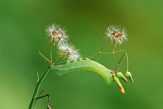 昆虫,芽