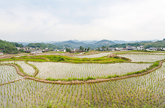 陕西,漩涡,梯田