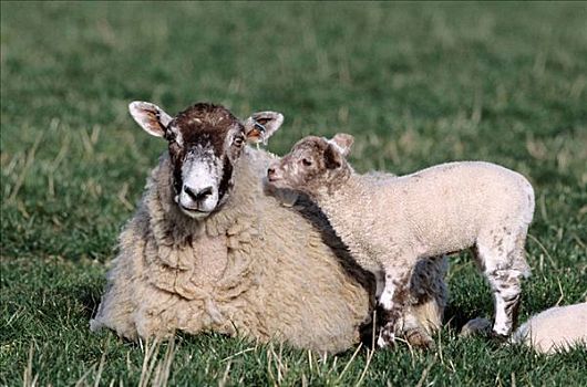 母羊,伯克郡,英格兰,英国
