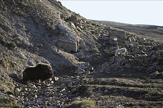 北极狼,狼,麝牛,艾利斯摩尔岛,加拿大