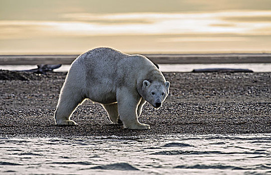 北极熊,砾石,岛屿,冰岛,波弗特,海洋,阿拉斯加,美国
