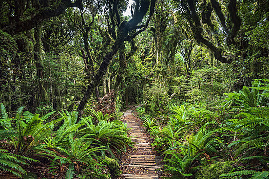 小路,雨林,艾格蒙特国家公园,塔拉纳基,北岛,新西兰,大洋洲