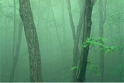 枫树,树林,雾,加蒂诺公园,魁北克,加拿大